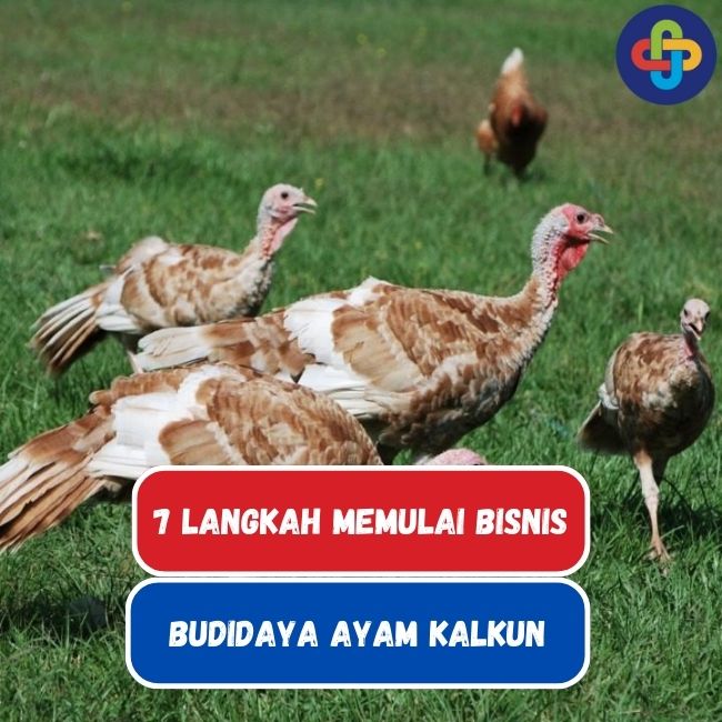 Langkah Memulai Bisnis Budidaya Ayam Kalkun